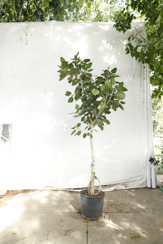 ficus-audrey-oc6-4