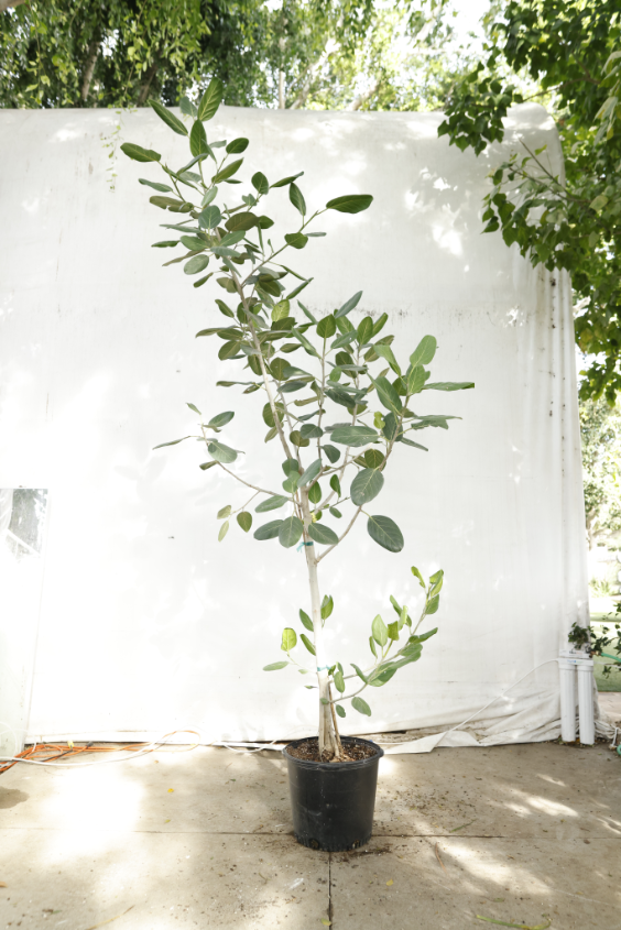ficus-audrey-oc7-4