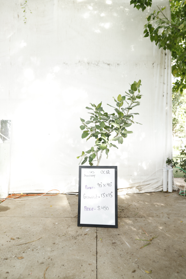 ficus-audrey-oc12-1