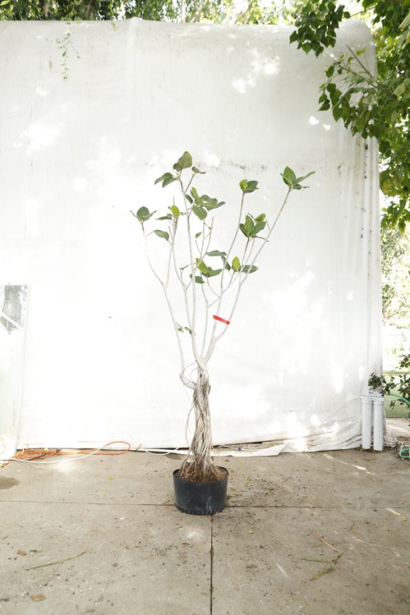 ficus-audrey-oc13-1