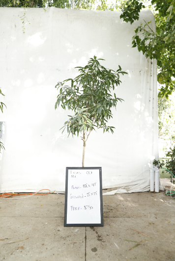 ficus-alii-oc1-1