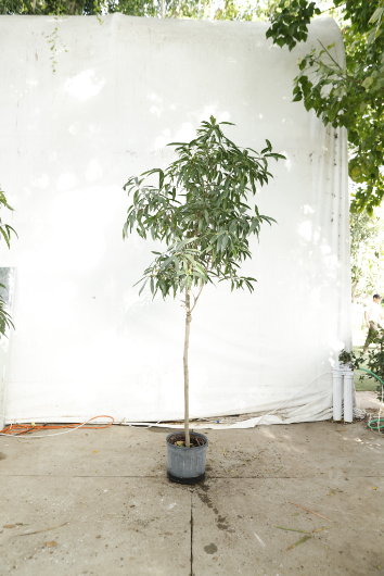 ficus-alii-oc1-2