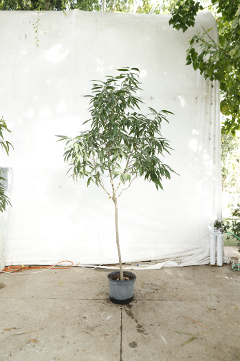 ficus-alii-oc1-3