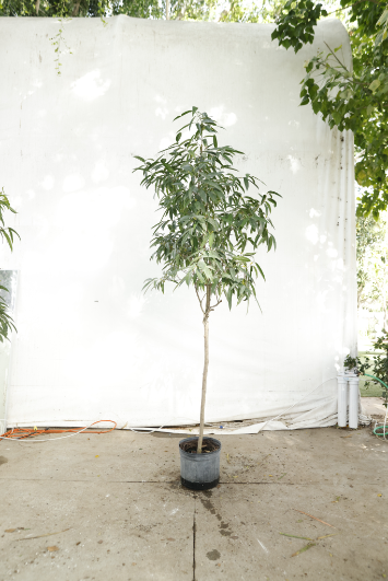 ficus-alii-oc1-4