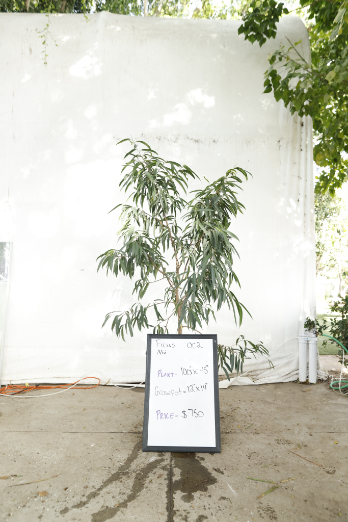 ficus-alii-oc2-1