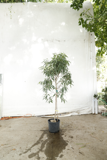 ficus-alii-oc3-2