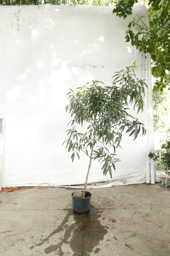 ficus-alii-oc3-3