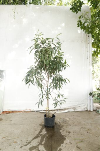 ficus-alii-oc3-4