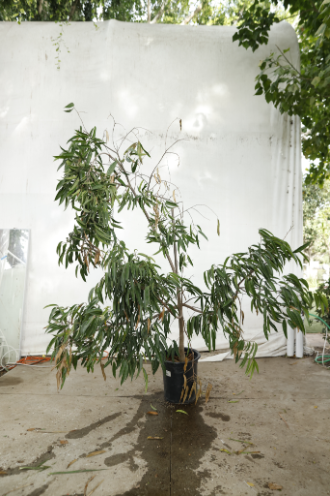 ficus-alii-oc5-2