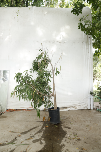 ficus-alii-oc5-3