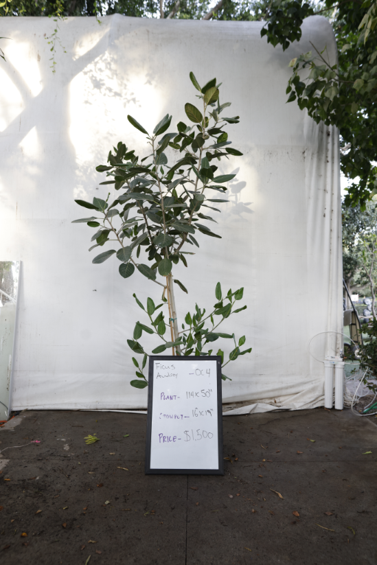 ficus-audrey-oc4-1