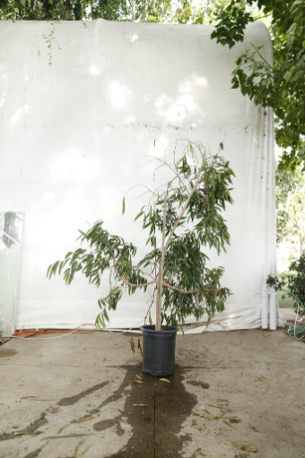 ficus-alii-oc5-4
