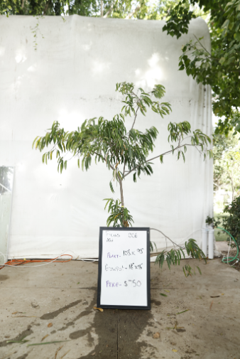 ficus-alii-oc6-1