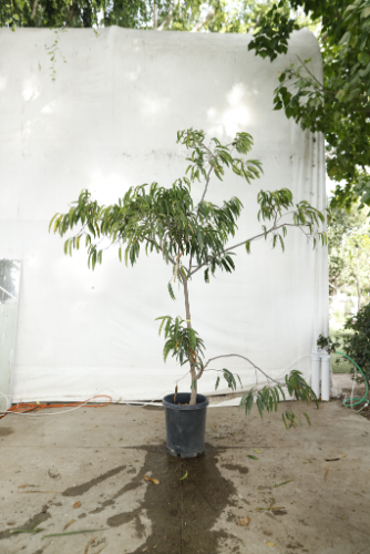 ficus-alii-oc6-2