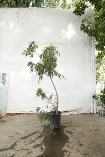 ficus-alii-oc6-3