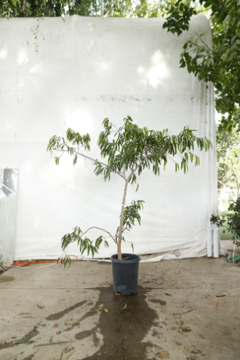 ficus-alii-oc6-4