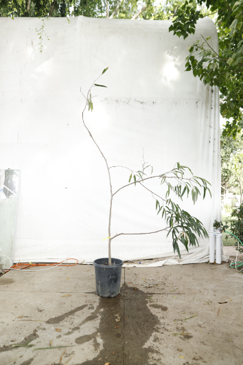 ficus-alii-oc7-2