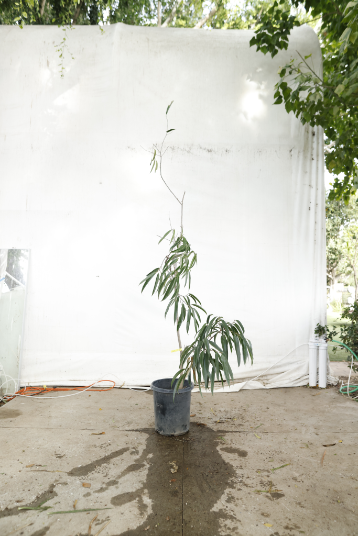 ficus-alii-oc7-3