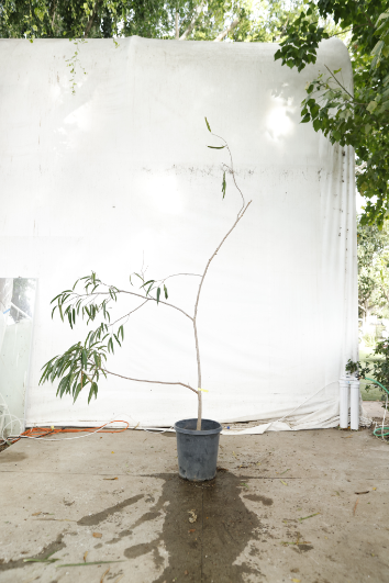 ficus-alii-oc7-4