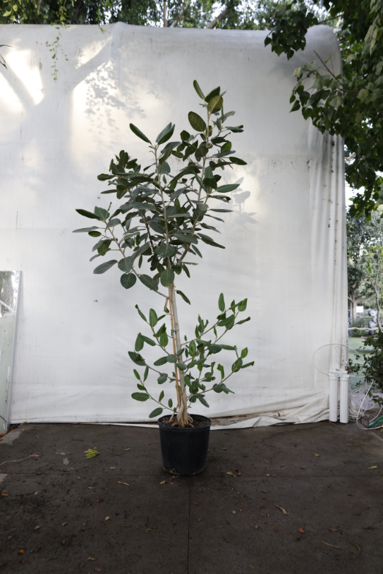 ficus-audrey-oc4-2