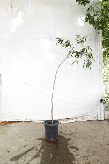 ficus-alii-oc8-2