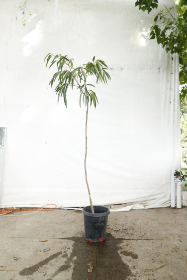 ficus-alii-oc8-3