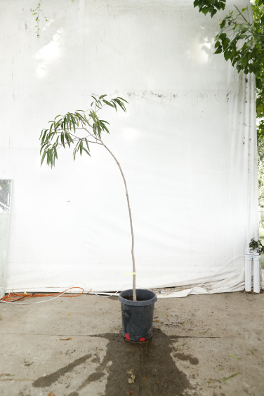 ficus-alii-oc8-4