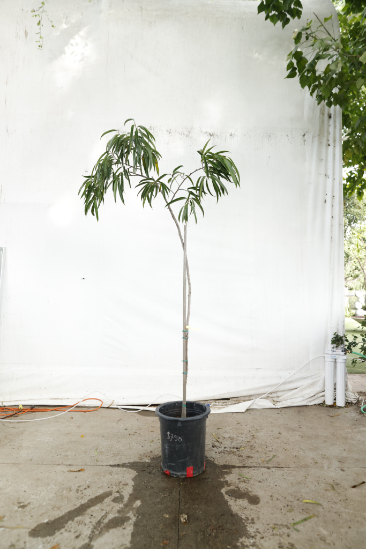 ficus-alii-oc9-2