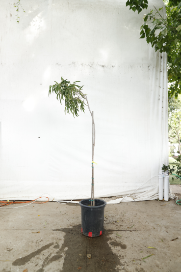 ficus-alii-oc9-3