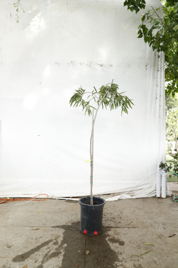 ficus-alii-oc9-4