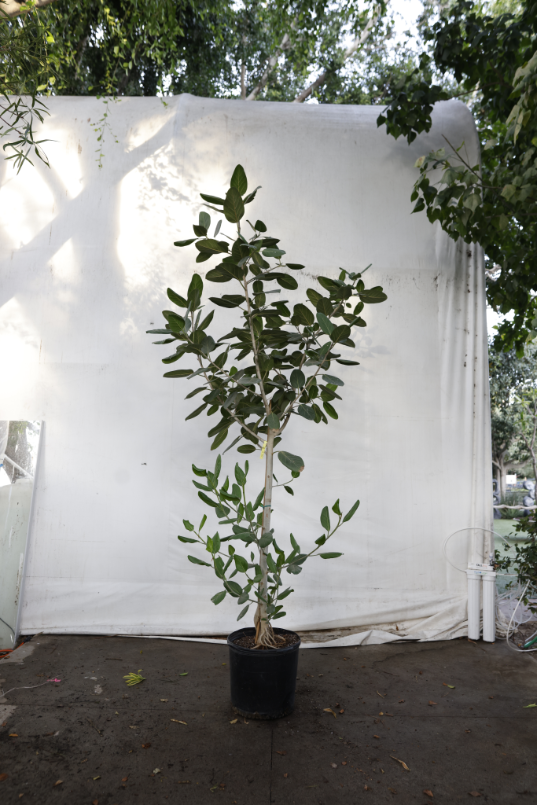 ficus-audrey-oc4-3