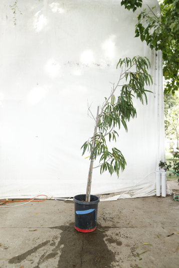 ficus-alii-oc10-4