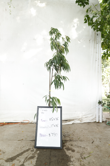 ficus-alii-oc11-1