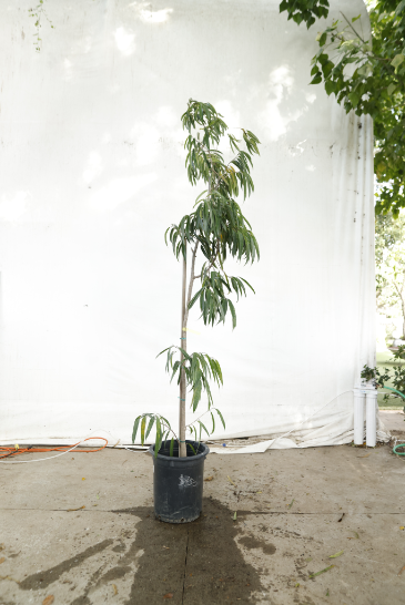ficus-alii-oc11-2