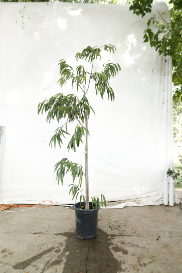 ficus-alii-oc11-3