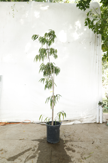 ficus-alii-oc11-4