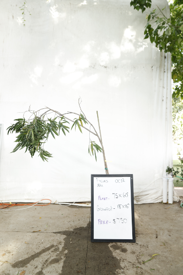 ficus-alii-oc12-1