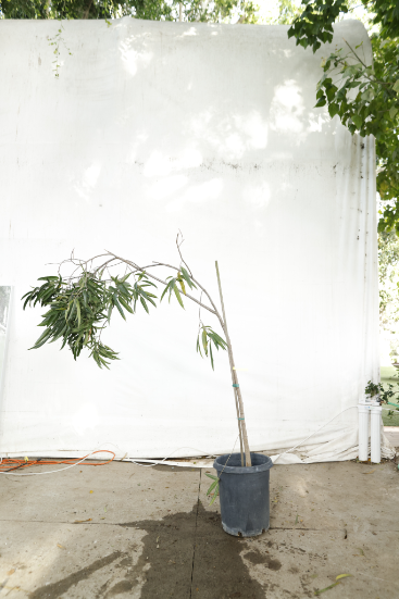 ficus-alii-oc12-2