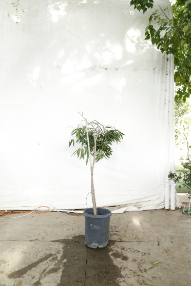 ficus-alii-oc12-3