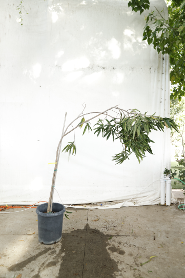 ficus-alii-oc12-4