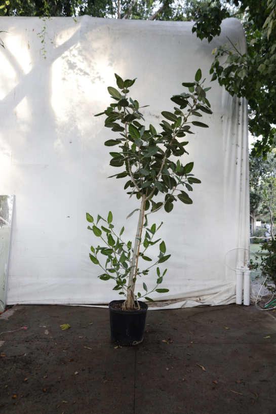 ficus-audrey-oc4-4