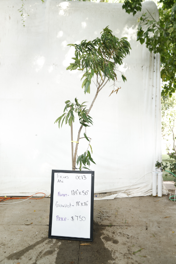 ficus-alii-oc13-1
