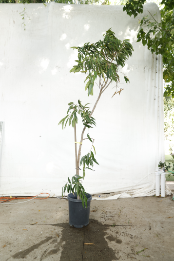 ficus-alii-oc13-2