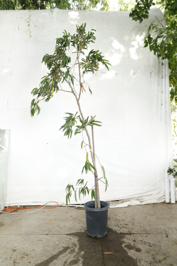ficus-alii-oc13-3