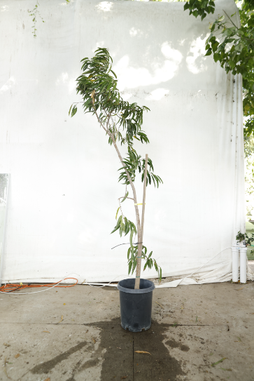 ficus-alii-oc13-4