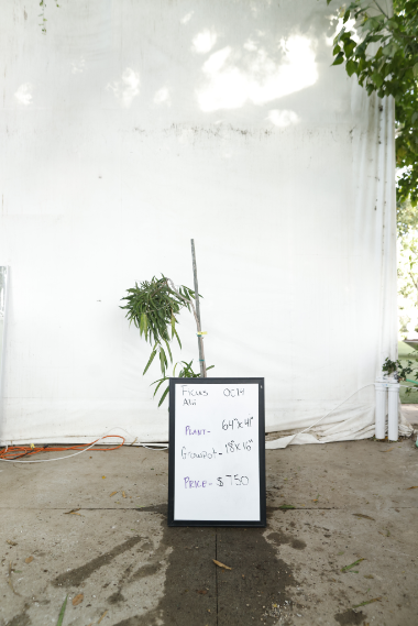 ficus-alii-oc14-1