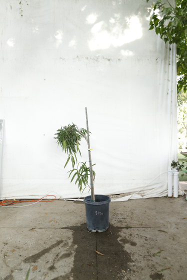ficus-alii-oc14-2