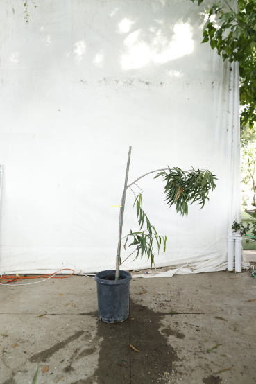 ficus-alii-oc14-3