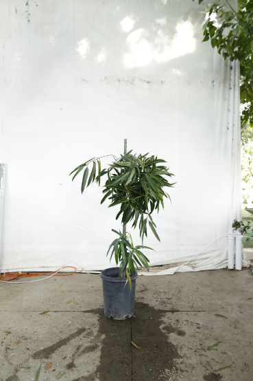 ficus-alii-oc14-4