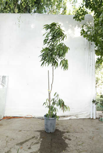 ficus-alii-oc15-2